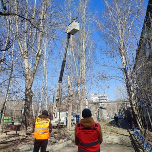 Мы спилили шесть старых, больших и аварийных тополей Мы спилили шесть старых, больших и аварийных тополей